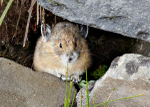 Pika at Mt. Rainier - 2