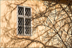 Branches and window, Prague