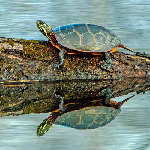An Eastern Painted Turtle absorbs some solar heat on a cool spring day.