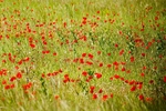 Vercors Poppies