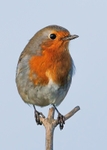 Robin