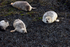 Seals on Loch Linnhe - DSC_9135_00082