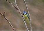 Blue Tit