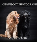equiscot1602