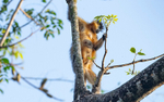 Capped Langur