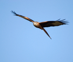 Red Kite