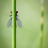Shy Damselfly