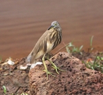 Indian Pond Heron