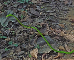 Vine Snake (India)