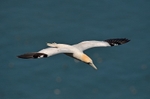 Gannet