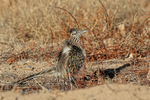 Fluffed-up Roadrunner, Bosque del Apache, New Mexico