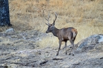 Red Deer