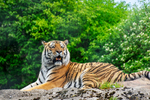 Amur Tiger - DSC_3708