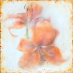 Lilies