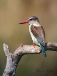 Brown-hooded portrait