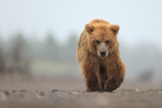 Brown Bear walking on beach low angle view, Silver Salmon Creek