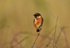 Stonechat