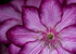 Floral-7