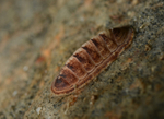 Leptochiton asellus
