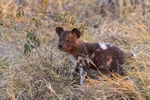 Wild Dog Pup