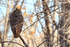 Great Horned Owl, Bosque del Apache, New Mexico