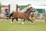 Class 50-57 - M&M Welsh Pony In Hand portfolio