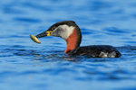 Red-necked Grebe with fish, Farmoor Reservoir