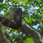 Common Potoo portfolio