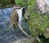 Treecreeper