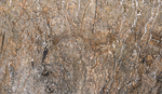 Greenleighton VII Mineralised