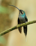 Green Hermit (female) perched, Costa Rica