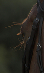 Sunlight eyelashes..