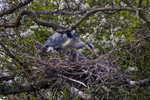 Grey Heron nest with chicks