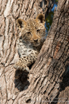 Tlangisa in tree as a cub