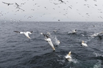 Gannets_0010