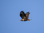 Common Buzzard