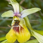 Ophrys lacaitae (Lacaita's Ophrys)
