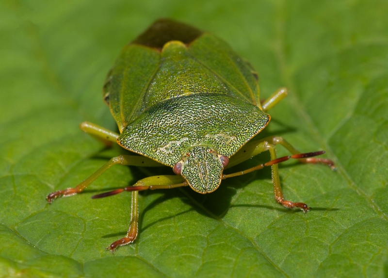 Green Sheild Bug - Stockport