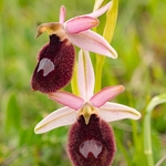 Ophrys bertoloniiformis (syn. O. bertoloni ssp bertoloniiformis) 
