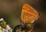 Brown Hairstreak