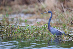 Tricolored Heron in deep water, Harns Marsh, Florida