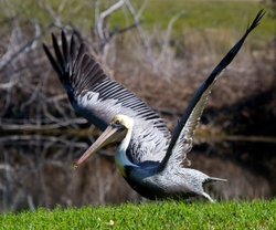  Pelicans _0035