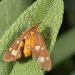 Mint moth  (Pyrausta  aurata)