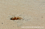ANG008: Ghost crab