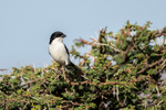 Long-tailed Fiscal