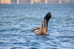 Adult Brown Pelican splashes down, Sanibel Island, Florida