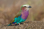 Lilac-breasted Roller perched on top of a mound of earth