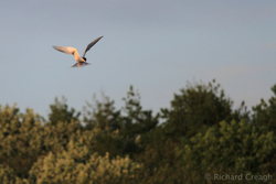 Corrib Tern