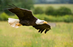 American Bald Eagle