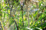 Female Golden-Ringed dragonfly